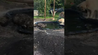 Кошки плавают))