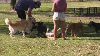 Dogs and their parks