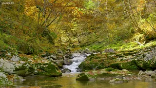 Native American Flutes and Nature Sounds - for Sleep, Relaxation, Study or Meditation