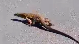 Большая ящерица, как крокодил. Iguana like crocodi