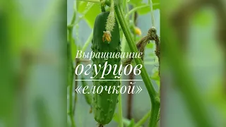 ВЫРАЩИВАНИЕ ОГУРЦОВ "ЁЛОЧКОЙ"