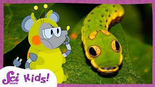 These Caterpillars Don't All Look Like Caterpillars | SciShow Kids