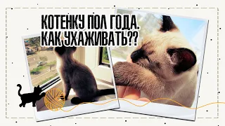 Котенку 6 месяцев | Чем кормить котенка? Чем играет? | Как ухаживать? | IRA MILLER