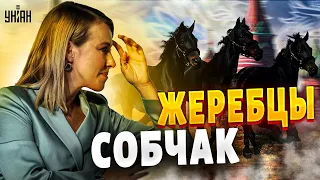 Собчак и ее жеребцы. Грязные тайны тети-лошади | Дорогие товарищи