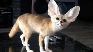What sounds does a fennec fox make