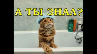 Правда, что МЕЙН-КУН🐈 любит купаться💦💦💦?