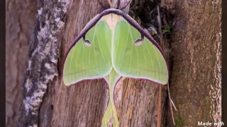 Luna Moth animal totem