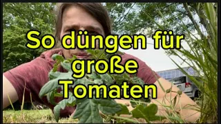 Mein Geheim Dünger für ￼ Tomatenpflanzen plus Tipp gegen Mehltau