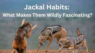 Jackal Habits: What Makes Them Wildly Fascinating?