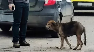 Desperate mother dog cried loudly while looking for puppies with a depleted body