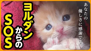 【感動】海外留学中に子猫を保護した大学生からの緊急SOS