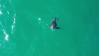 Leatherback Turtle Time! - Singer Island, West Palm Beach, FL