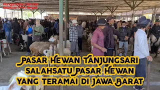 Pasar Hewan Tanjungsari sangat diminati oleh Penjual dan Pembeli dari Luar Kota