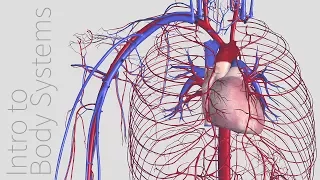 Introduction to the Cardiovascular System - Animated Tutorial | Complete Anatomy