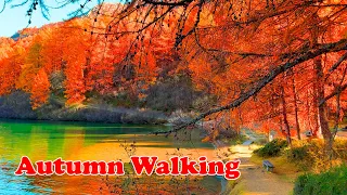 Autumn Walking in Switzerland, Amazing Scenic, Relaxing Piano Music & Fall Foliage