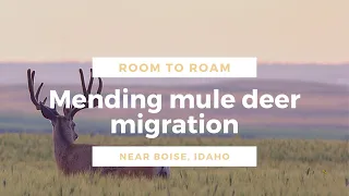 Mending mule deer migration in Idaho