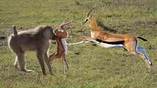 AMAZING MOTHER GAZELLE DEFEATED BABOON TO SAVE HER BABY | Baboon Hunting Failed