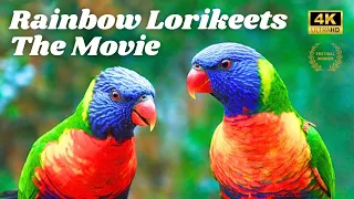 Rainbow Lorikeets the Movie!  Parrot Lovers Paradise!