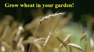 How to Grow & Harvest Wheat