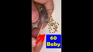 Emperor cichlid fish gave birth to 60 baby fish 😍🐬👍🙏  #fish #aquariumfish