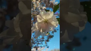 Sakura blossom in Riga, 2023/ Цветение сакуры в Риге, 2023