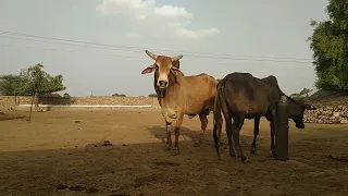 YOUNG bull v cow sex breeding ! Cow sex  MEETING!  all V Animal