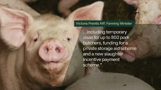 Emergency summit held to address crisis in the pork supply chain | 5 News