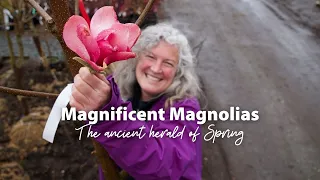 Magnificent Magnolias - The Ancient Herald Of Spring