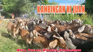 Bakit  Mas Malaking Kita sa Kambing At Madali Alagaan Vs. ibang Livestock?