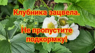 Клубника зацвела  Не пропустите вторую подкормку