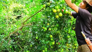 Unique Lemon Tree & A Full Meal: Survival Alone In The Rainforest | EP.81