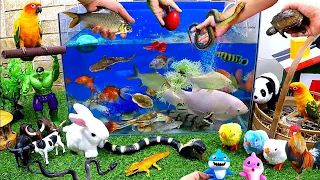 Catch Cute Animals, Rainbow Chicken, Rabbit, Turtle, Catfish, Crocodile, koi, Goldfish