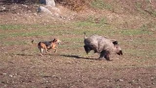 CHASING GIANT WILD BOAR - DEVASA AZILI DOMUZUN PEŞİNDE!