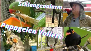 Thailand. Papageien und Nymphensittiche Voliere. Schmuckbaumnatter in die Voliere.