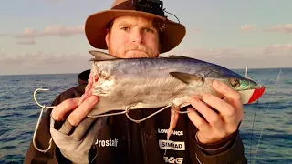 A HUGE mackerel did this… but I got revenge! (Catch & clean)