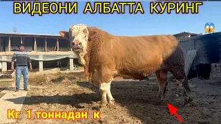 ФИЛДАЙ  келади УЗИЯМ курмагандим БУНАКАСИНИ😳☎️+998883305050