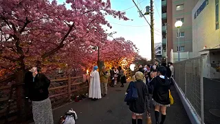 4K・ Sakura walk and cosplay event in Chiba Matsudo