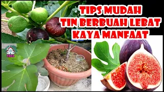 LENGKAP ! TIPS AGAR TIN BERBUAH LEBAT DI POT, PERBANYAK DAN PERAWATAN AGAR RAJIN BERBUAH