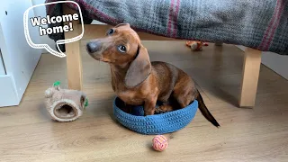 What's it's like coming home to a mini dachshund puppy