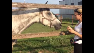 КСК Веслево. Лошади. Природа. Музыка. Horseback Riding music