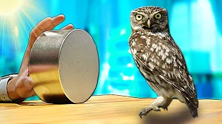 Что если МОНСТР МАГНИТ ПОДНЕСТИ К СЫЧУ🦉?