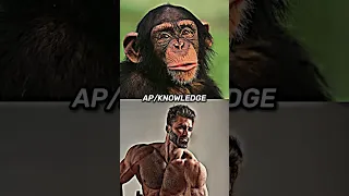 Human vs Animals