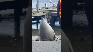 Neil the Seal spotted in 'friendly neighborhood dispute' with conservation official