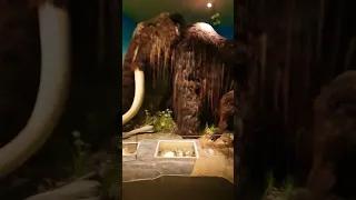 Giant Mother Child Mammoth #shorts #museum #mammoth #youtubeshorts #trending #viral #satisfying