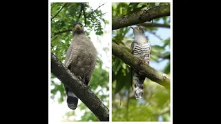 Singapore Botanic Gardens-My favourite birding/wildlife trial in this garden Part 1. 6 Mar 2024.