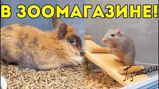 ЖИВОТНЫЕ В ЗООМАГАЗИНЕ. Снова ЗООПОКУПКИ. Улучшаю Лежанку Для Морских Свинок SvinkiShow