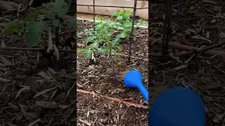 Tomato Fertilizing Tips 🍅 🌱 💧