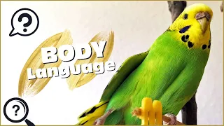 Budgie Body Language: What is My Budgie Showing me?