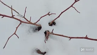 Дача в кінці лютого(24.02.2024). Як перезимував мій сад?