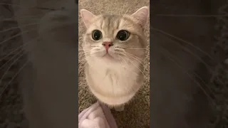 Cute cat meow TikTok